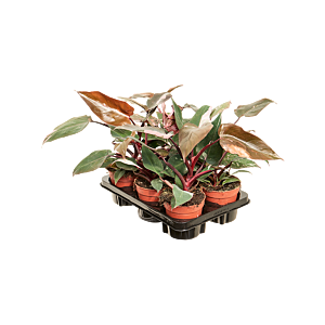 Philodendron 'Pink Princess' 6/tray