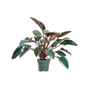 Philodendron 'Red Beauty'