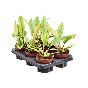 Philodendron 'Ring of Fire' 6/tray