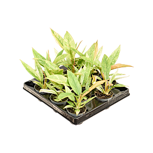 Philodendron 'Ring of Fire' 12/tray