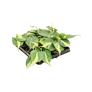 Philodendron scandens 'Brasil' 12/tray