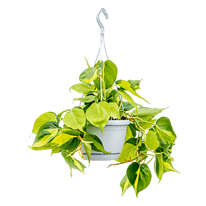 Philodendron scandens 'Brasil'