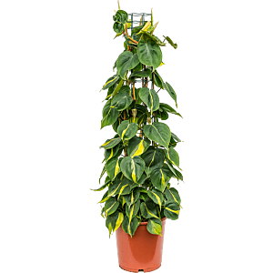 Philodendron scandens 'Brasil'