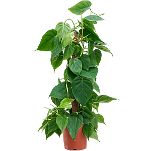 Philodendron scandens