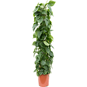 Philodendron scandens