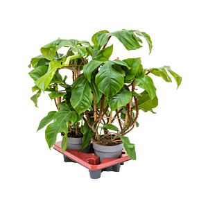 Philodendron squamiferum
