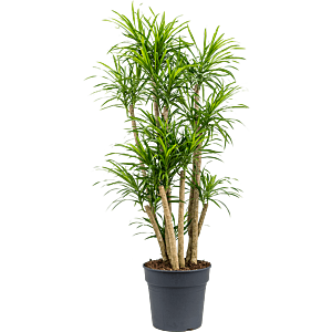 Pleomele (Dracaena) 'Anita Variegata'