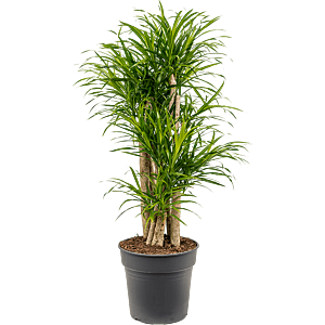 Pleomele (Dracaena) 'Anita Variegata'