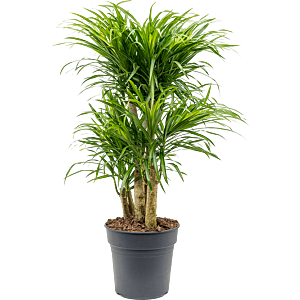 Pleomele (Dracaena) 'Anita Variegata'