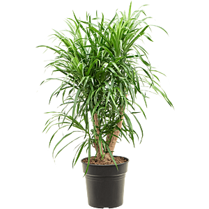 Pleomele (Dracaena) 'Anita Variegata'