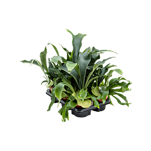 Platycerium bifurcatum 6/tray