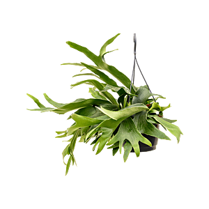 Platycerium bifurcatum