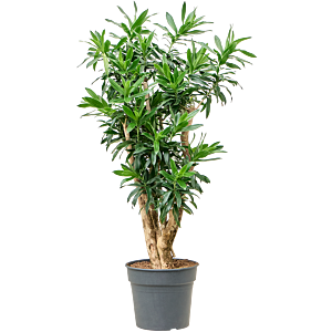 Pleomele (Dracaena) reflexa