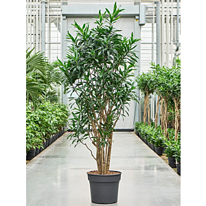 Pleomele (Dracaena) reflexa