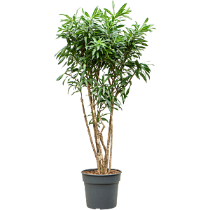 Pleomele (Dracaena) reflexa 'Song of Jamaica'