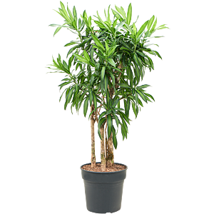 Pleomele (Dracaena) reflexa 'Song of Jamaica'