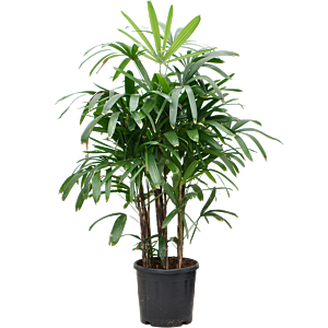 Rhapis excelsa
