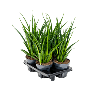 Sansevieria kirkii 'Friends' 4/tray