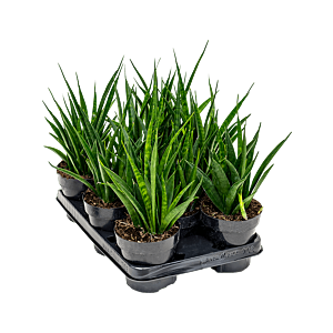 Sansevieria kirkii 'Friends' 8/tray