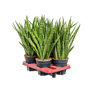 Sansevieria kirkii 4/tray