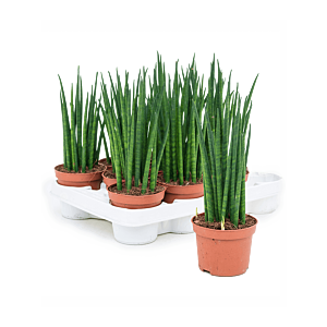 Sansevieria cylindrica 'Mikado' 11/tray