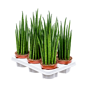 Sansevieria cylindrica 'Mikado' 6/tray
