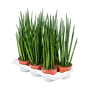 Sansevieria cylindrica 'Mikado' 7/tray