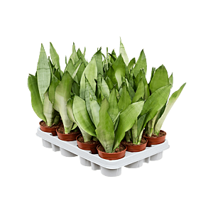 Sansevieria trifasciata 'Moonshine' 12/tray