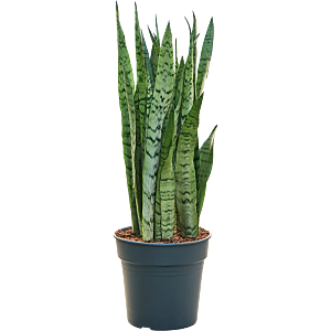 Sansevieria trifasciata 'Silver Mist'
