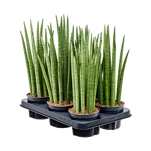 Sansevieria cylindrica 'Spikes' 6/tray