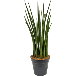 Sansevieria cylindrica 'Spikes'