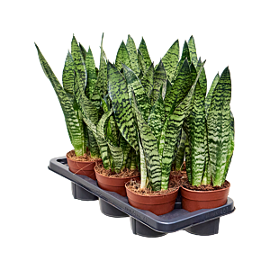 Sansevieria zeylanica 7/tray