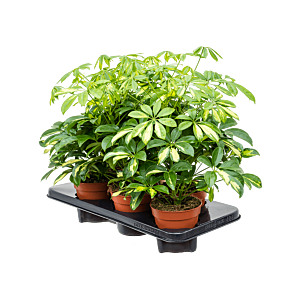 Schefflera arboricola 'Gerda' 6/tray
