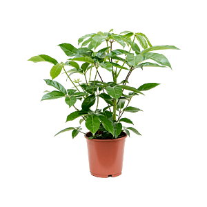 Schefflera actinophylla 'Amate'