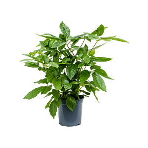 Schefflera actinophylla 'Amate'