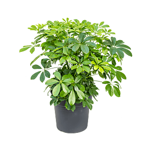 Schefflera arboricola 'Compacta'