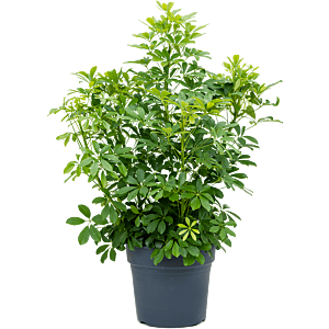 Schefflera arboricola 'Compacta'