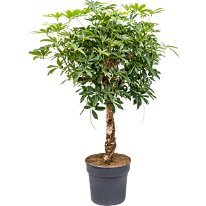 Schefflera arboricola 'Compacta'
