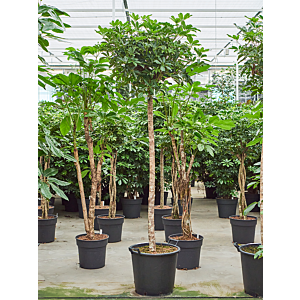 Schefflera arboricola 'Compacta'