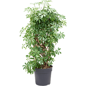 Schefflera arboricola 'Compacta'