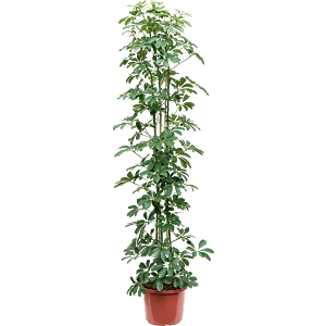 Schefflera arboricola 'Compacta'