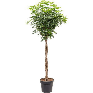 Schefflera arboricola 'Compacta'