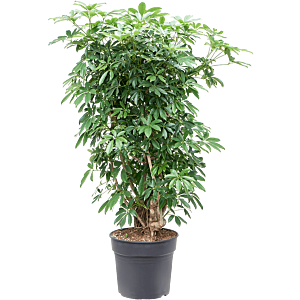 Schefflera arboricola 'Compacta'