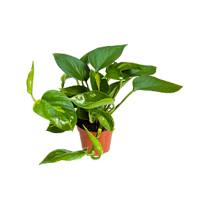 Scindapsus (Epipremnum) 'Aureum' 12/tray