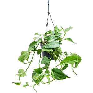 Scindapsus (Epipremnum) 'Aureum'