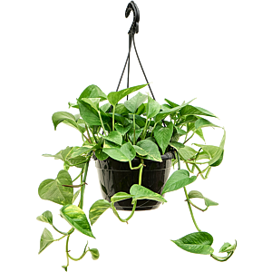 Scindapsus (Epipremnum) 'Aureum'