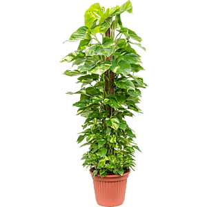 Scindapsus (Epipremnum) 'Aureum'