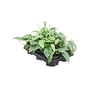 Scindapsus (Epipremnum) Pinnatum 'Cebu Blue' 6/tray