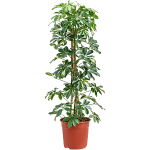 Schefflera arboricola 'Gold Capella'