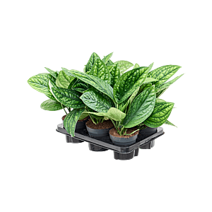 Scindapsus (Epipremnum) pinnatum 'Marble Planet' 6/tray